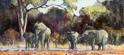 Elephants at Waterhole - Kruger Park | 2019 | Oil on Canvas | 42 x 55 cm